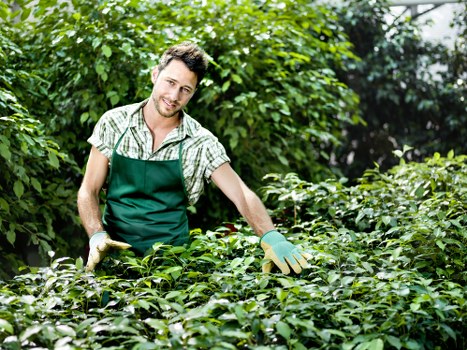 A smiling male gardener wearing a green apron and gloves is working in a lush garden in Harlesden, surrounded by vibrant green foliage, shrubs, and leafy plants. The garden features a well-maintained lawn area with dense, healthy grass, bordered by neatly trimmed hedges and flowering bushes. In the background, there are taller trees providing shade and structure to the outdoor space, along with gravel or paved pathways that define the garden layout. The scene appears to be outdoors on a bright day with natural sunlight highlighting the various shades of green and natural tones of the garden environment. This setting exemplifies professional gardening and lawn care, aligning with services offered by Lawn Mowing Harlesden in the local area, and reflects a well-kept, landscaped outdoor space suitable for family or leisure activities.